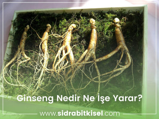 ginsengin faydaları