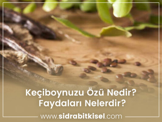 Keçiboynuzu Özü Nedir? Faydaları Nelerdir? 15 Keçiboynuzu Özü