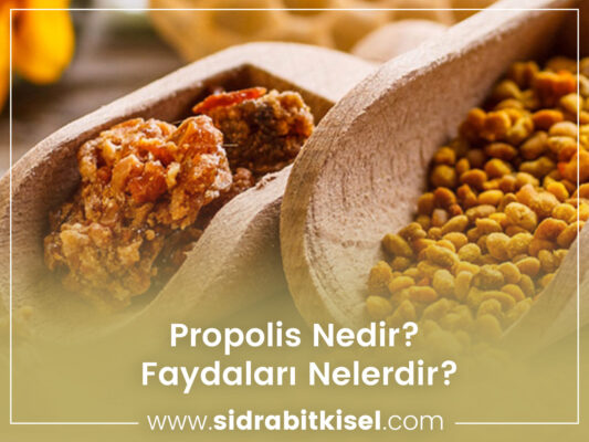 Propolis Nedir? Faydaları Nelerdir? 14 propolisli nedir